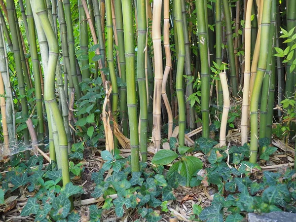 Bambusa bamboo - rodzaj zbóż z rodziny bambuseae (Poaceae) z rodziny bambuseae. Tropikalne i subtropikalne regiony Azji, wilgotne tropiki. Woody łodygi bambusowej słomy — Zdjęcie stockowe