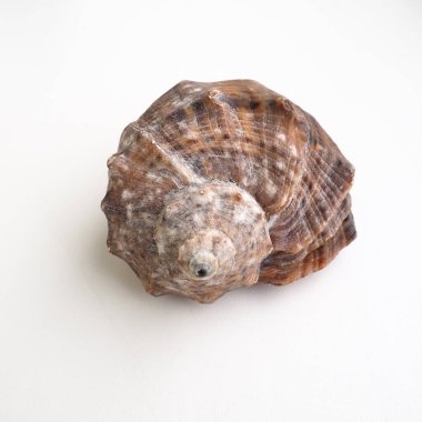 Rapana, Muricidae familyasından etoborous deniz prosobranch gastropod cinsi. Kabuk geniş oval, sarmal kaburgalı ve eksensel kalınlıklı gri-kahverengi renktedir. Beyaz arkaplanda boş deniz kabuğu