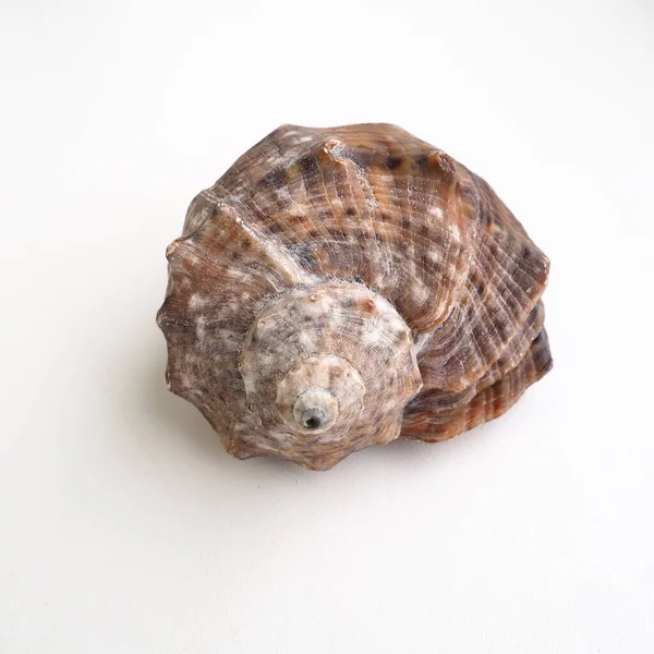 Rapana, rodzaj mięsożernych ślimaków morskich z Muricidae. Powłoka jest szeroko owalna, szaro-brązowa z spiralnymi żebrami i zgrubieniami osiowymi. Puste muszle na białym tle — Zdjęcie stockowe
