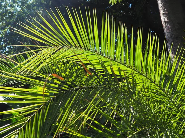 Palma deixa textura com sombra e luz. Fundo bonito tropical. Palms, Arecaceae, Palmae, Palmaceae, é uma família de plantas monocotiledôneas. Floresta tropical — Fotografia de Stock