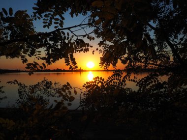 Ağaçların dallarından geçen güzel güneş ışınları. Sırbistan 'ın Palic gölünde güzel bir günbatımı. Karşı kıyıda parlak sarı ve turuncu bir güneş akasya yapraklarının arasından fotoğraflanır..