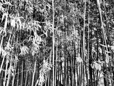 Bambusa bambu, Bambuseae alt familyasından Poaceae familyasına ait, Poaceae familyasından bir ebediyet bitkisi cinsidir. Asya 'nın tropikal ve tropikal bölgeleri, nemli tropikal bölgeler. Tahta saplı bambu kamışı