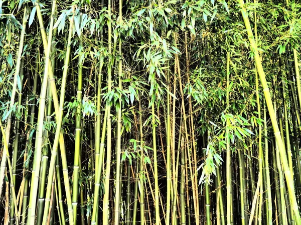 Bambusa bamboo - rodzaj zbóż z rodziny bambuseae (Poaceae) z rodziny bambuseae. Tropikalne i subtropikalne regiony Azji, wilgotne tropiki. Woody łodygi bambusowej słomy — Zdjęcie stockowe