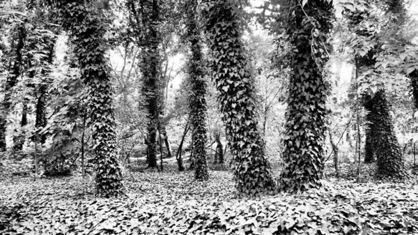 Árvores cobertas pela planta hera, uma espécie invasora. A destruição da floresta. Na jardinagem ornamental, é usado para jardinagem vertical. Parque em Palic, Sérvia. Misteriosa floresta bonita — Fotografia de Stock