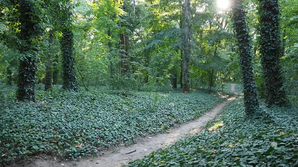 침습적 인 종인 아이비 식물로 덮여 있는 나무들. 숲의 파괴. 장식용 원예에서는 수직으로 정원을 가꾸는 데 사용 된다. 세르비아 팔리크에 있는 공원입니다. 걷는 길 — 스톡 사진