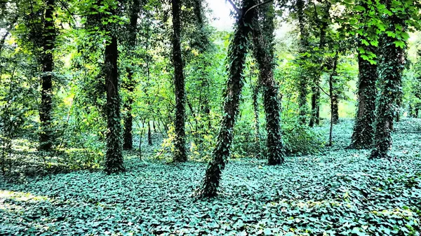 침습적 인 종인 아이비 식물로 덮여 있는 나무들. 숲의 파괴. 장식용 원예에서는 수직으로 정원을 가꾸는 데 사용 된다. 세르비아 팔리크에 있는 공원입니다. 신비에 싸인 아름다운 숲 — 스톡 사진