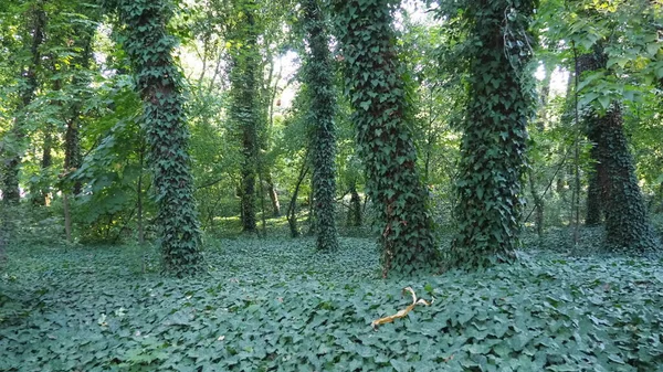 Alberi coperti dalla pianta di edera, una specie invasiva. La distruzione della foresta. Nel giardinaggio ornamentale, viene utilizzato per il giardinaggio verticale. Parco a Palic, Serbia. Misteriosa bella foresta — Foto Stock