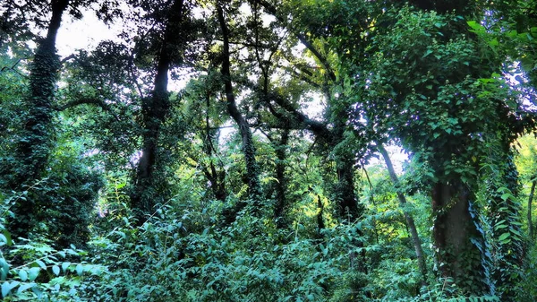 Stromy pokryté břečťanem, invazivní druh. Zničení toho lesa. V okrasných zahradách se používá pro vertikální zahradničení. Park v Palici, Srbsko. Záhadný krásný les — Stock fotografie