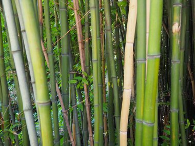 Bambusa bambu, Bambuseae alt familyasından Poaceae familyasına ait, Poaceae familyasından bir ebediyet bitkisi cinsidir. Asya 'nın tropikal ve tropikal bölgeleri, nemli tropikal bölgeler. Tahta saplı bambu kamışı