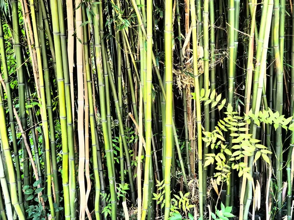 Bambusa bamboo - rodzaj zbóż z rodziny bambuseae (Poaceae) z rodziny bambuseae. Tropikalne i subtropikalne regiony Azji, wilgotne tropiki. Woody łodygi bambusowej słomy — Zdjęcie stockowe