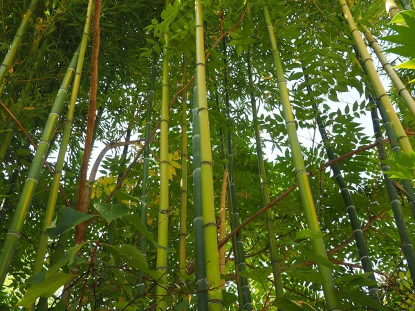 Bambusa bamboo is een geslacht uit de grassenfamilie ("Poaceae"). Tropische en subtropische gebieden van Azië, vochtige tropen. Houten stengels van bamboe stro — Stockfoto