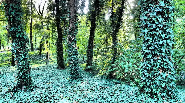 Árboles cubiertos por la planta de hiedra, una especie invasora. La destrucción del bosque. En la jardinería ornamental, se utiliza para la jardinería vertical. Parque en Palic, Serbia. Misterioso hermoso bosque — Foto de Stock