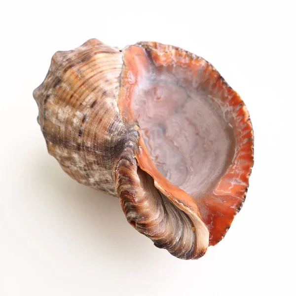 Rapana, rodzaj mięsożernych ślimaków morskich z Muricidae. Powłoka jest szeroko owalna, szaro-brązowa z spiralnymi żebrami i zgrubieniami osiowymi. Puste muszle na białym tle — Zdjęcie stockowe