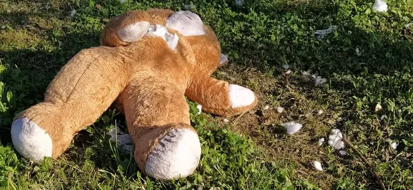 Ein unnötiges vergessenes Spielzeug auf dem Rasen. Ein zerrissener Teddybär liegt auf dem Boden. Gewalt und Vergesslichkeit. Weiße Watte ist von der Bärenbrust aus zu sehen. Der Füllstoff ist rund um das Spielzeug — Stockfoto