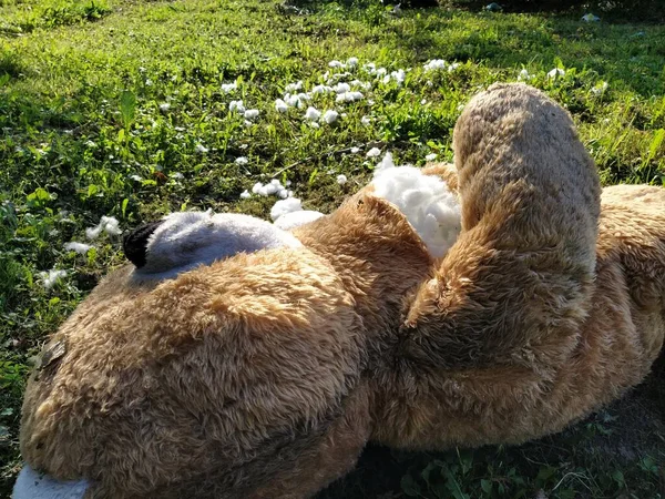 Un jouet oublié inutile sur l'herbe. Un ours en peluche déchiré repose sur le sol. Concept de violence et d'oubli. De la laine de coton blanche est visible de la poitrine des ours. La charge est autour du jouet — Photo