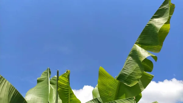 Hoja de plátano verde en la naturaleza, Hoja de plátano — Foto de Stock