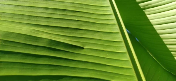 Feuille de banane verte dans la nature, Feuille de banane — Photo