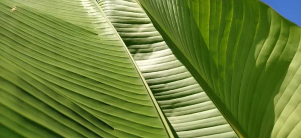 자연 속의 녹색 바나나 잎, 바나나 잎 — 스톡 사진
