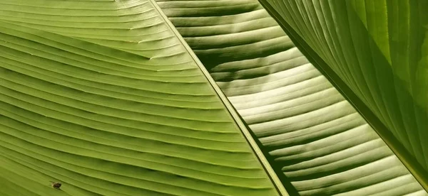 Folha de banana verde na natureza, folha de banana — Fotografia de Stock