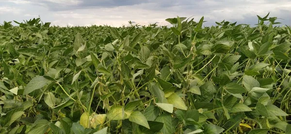 大豆田，大豆植物。气候条件对大豆收获的影响 — 图库照片