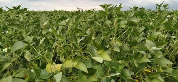 Campo de soja con plantas de soja. Efecto de las condiciones meteorológicas en la cosecha de soja — Foto de Stock