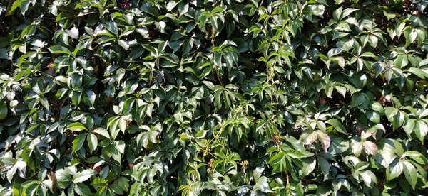 Lianas e moitas como jardinagem vertical de paredes. Plantas lindas a rastejar. A natureza dos Balcãs. Uvas, folhas e ramos selvagens. Verde brilhante. Foco suave — Fotografia de Stock