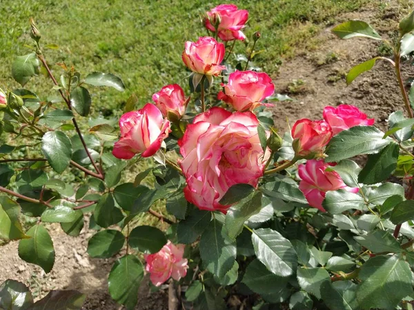 Buisson de roses bicolores blanc-rose dans la roseraie. Hybride Thé Rose Douceur. Des pétales délicats. Quelques fleurs. Carte de vœux, mise en page ou fond. Beau bouquet parfumé — Photo