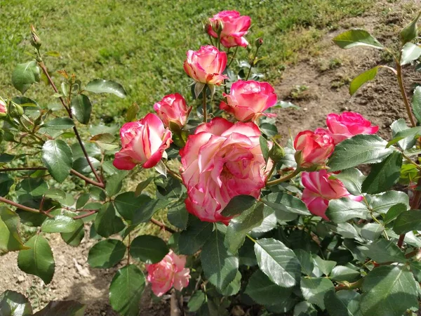 Bush av tvåfärgade vita-rosa rosor i rosenträdgården. Hybrid Tea Rose Sweetness. Delikata kronblad. Några blommor. Gratulationskort, layout eller bakgrund. Vacker doftande bukett — Stockfoto