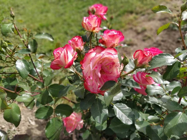 Буш двухцветных бело-розовых роз в розовом саду. Сладкий чай с розой. Нежные лепестки. Несколько цветов. Открытка, макет или фон. Прекрасный ароматный букет — стоковое фото