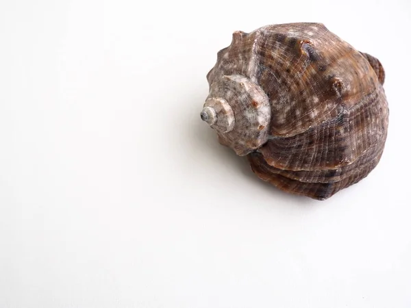 Rapana, genus of carnivorous marine prosobranch gastropods from the Muricidae. The shell is broadly oval, gray-brown color with spiral ribs and axial thickenings. Empty seashell on white background — Stock Photo, Image