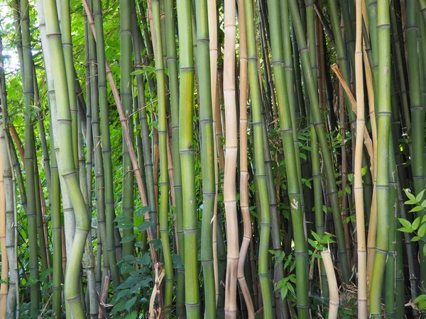 Bambusa bamboo - рід багаторічних вічнозелених рослин родини Poaceae з родини Bambuseae. Тропічні та субтропічні регіони Азії, вологі тропіки. Дерев "яні стебла бамбукової соломи. — стокове фото