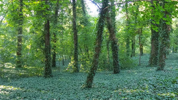 Árboles cubiertos por la planta de hiedra, una especie invasora. La destrucción del bosque. En la jardinería ornamental, se utiliza para la jardinería vertical. Parque en Palic, Serbia. Misterioso hermoso bosque — Foto de Stock