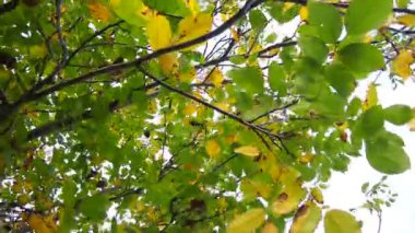 Juglans regia, Farsça, İngilizce, Karpatça veya Madeira cevizi, yaygın ceviz. Büyük yaprak döken ağaç. Gıda alerjisi kaynakları. Esintinin altındaki bir meyve bahçesinde, bir ağacın yapraklarının sonbahar boyası.