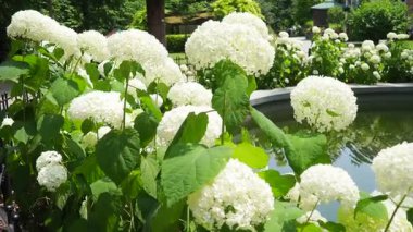 Hydrangea hortensia, Asya ve Amerika kıtasında yetişen bir bitki cinsidir. Ortancalar, büyük çiçek başlıkları için yetiştirilen popüler süs bitkileridir. Bahçede büyük beyaz çiçekler.