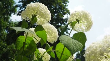 Hydrangea hortensia, Asya ve Amerika kıtasında yetişen bir bitki cinsidir. Ortancalar, büyük çiçek başlıkları için yetiştirilen popüler süs bitkileridir. Bahçede büyük beyaz çiçekler.