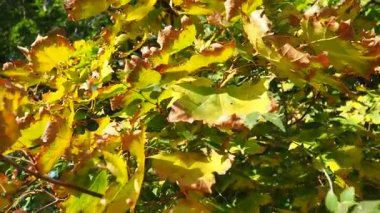 Acer genellikle akçaağaç olarak bilinen ağaçların ve çalıların cinsidir. Palmat yaprakları akçaağaç şurubunun kaynağıdır. Sonbahar rengi ve dekoratif yapraklar. Süslü ağaçların güzel sarı yaprakları rüzgarda sallanıyor..