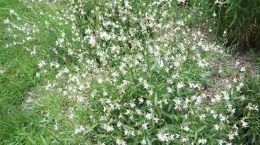 Oenothera lindheimeri, Lindheimer arı çiçeği, beyaz gaura, pembe gaura, Lindheimer saat otu ve Hint tüyü, Oenothera 'nın bir türüdür. Beyaz pembe küçük çiçekleri olan uzun ömürlü bir bitkidir..
