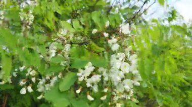 Robinia pseudoacia, siyah çekirge, baklagiller familyasından Robinieae kabilesine ait orta büyüklükte bir yaprak döken ağaç. Sahte akasya. Güzel kokulu güzel beyaz çiçekler.