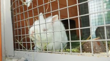 Canlı beyaz bir tavşan, iyi korunmuş bir kafeste oturmuş taze samanları kemiriyor ve rahat sığınağını keşfediyor. Huzurlu ortamının tadını çıkarırken meraklı ve eğlenceli görünüyor. Hayvanat bahçesindeki hayvan.