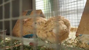 Japon bıldırcın Coturnix japonica, coturnix bıldırcın, Doğu Asya 'da bulunan bir tür Eski Dünya bıldırcın türü. C japonica 'nın kullanıldığı alanlar genetik, beslenme, fizyoloji ve patolojidir. Kafesteki kuşlar.