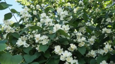 Yasemin Jasminum cinsi, Oleaceae zeytin familyasından tropikal ve ılıman bölgelere özgü çalılar ve sarmaşıklar. Yaseminler yaygın olarak çiçeklerin kendine has kokusu için yetiştirilir. Beyaz yapraklar.