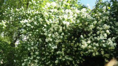 Yasemin Jasminum cinsi, Oleaceae zeytin familyasından tropikal ve ılıman bölgelere özgü çalılar ve sarmaşıklar. Yaseminler yaygın olarak çiçeklerin kendine has kokusu için yetiştirilir. Beyaz yapraklar.