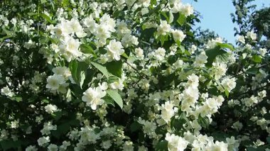 Yasemin Jasminum cinsi, Oleaceae zeytin familyasından tropikal ve ılıman bölgelere özgü çalılar ve sarmaşıklar. Yaseminler yaygın olarak çiçeklerin kendine has kokusu için yetiştirilir. Beyaz yapraklar.