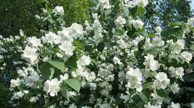 Yasemin Jasminum cinsi, Oleaceae zeytin familyasından tropikal ve ılıman bölgelere özgü çalılar ve sarmaşıklar. Yaseminler yaygın olarak çiçeklerin kendine has kokusu için yetiştirilir. Beyaz yapraklar.