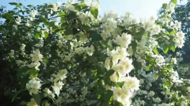 Yasemin Jasminum cinsi, Oleaceae zeytin familyasından tropikal ve ılıman bölgelere özgü çalılar ve sarmaşıklar. Yaseminler yaygın olarak çiçeklerin kendine has kokusu için yetiştirilir. Beyaz yapraklar.