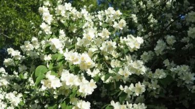 Yasemin Jasminum cinsi, Oleaceae zeytin familyasından tropikal ve ılıman bölgelere özgü çalılar ve sarmaşıklar. Yaseminler yaygın olarak çiçeklerin kendine has kokusu için yetiştirilir. Beyaz yapraklar.