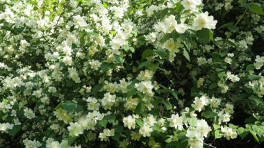 Yasemin Jasminum cinsi, Oleaceae zeytin familyasından tropikal ve ılıman bölgelere özgü çalılar ve sarmaşıklar. Yaseminler yaygın olarak çiçeklerin kendine has kokusu için yetiştirilir. Beyaz yapraklar.