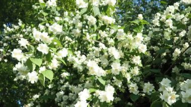 Yasemin Jasminum cinsi, Oleaceae zeytin familyasından tropikal ve ılıman bölgelere özgü çalılar ve sarmaşıklar. Yaseminler yaygın olarak çiçeklerin kendine has kokusu için yetiştirilir. Beyaz yapraklar.