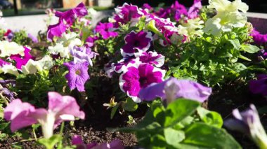Petunia, Solanaceae familyasına ait bir bitki cinsidir. Petunia melezi ya da Petunia bahçesi gibi yıllık olarak yetiştirilen süs ürünleri. Beyaz ve pembe çizgili çiçekler