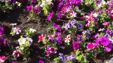 Petunia, Solanaceae familyasına ait bir bitki cinsidir. Petunia melezi ya da Petunia bahçesi gibi yıllık olarak yetiştirilen süs ürünleri. Beyaz ve pembe çizgili çiçekler